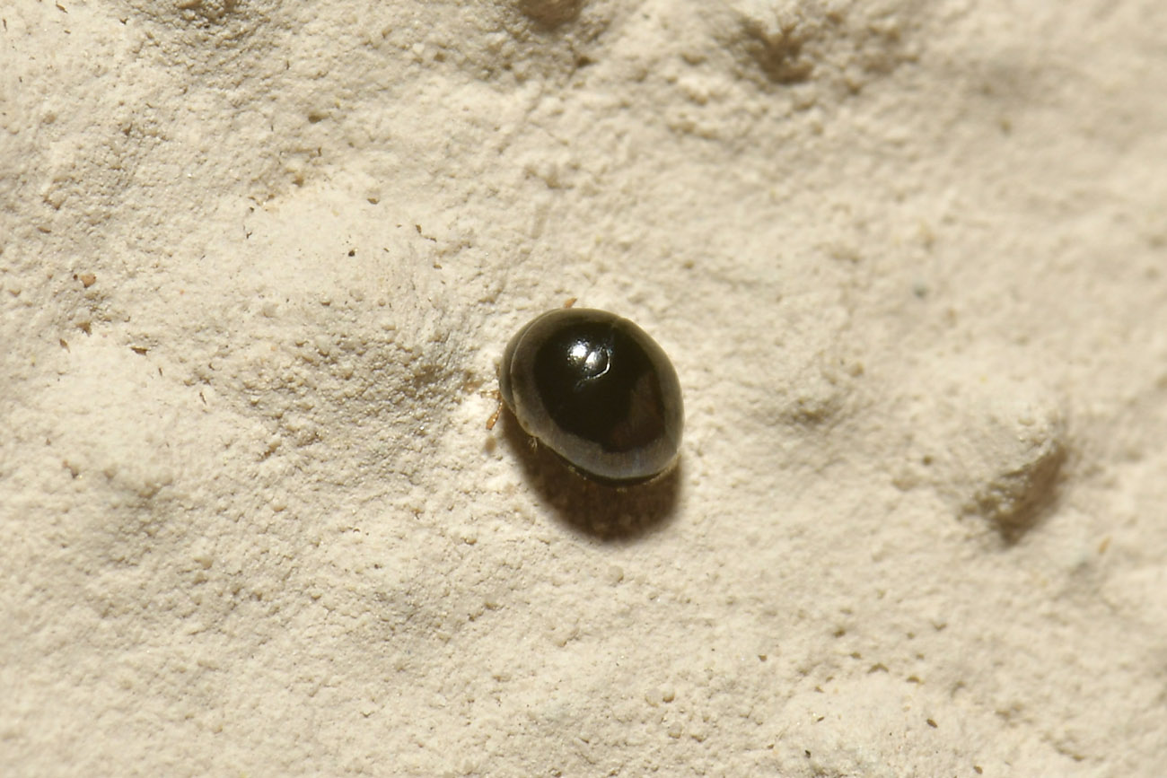 Cybocephalidae: Cybocephalus sp?